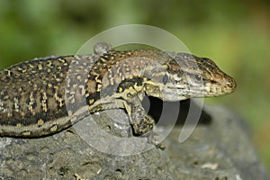 Canary lizard