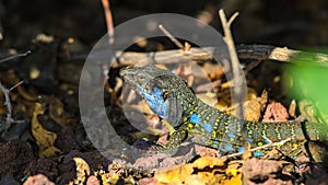 The Canary Lizard an animal portrait.