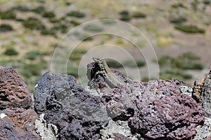 Canary lizard Gallotia galloti, female is basking on volcanic lava stone. Close up, macro, natural background