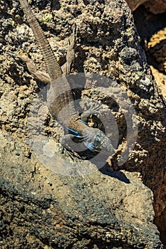 Canary lizard - Gallotia galloti is resting on volcanic lava stone. The lizard stares at the camera, close up, macro, natural