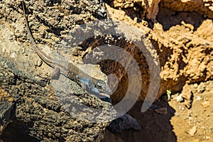 Canary lizard - Gallotia galloti is resting on volcanic lava stone. The lizard stares at the camera, close up, macro, natural