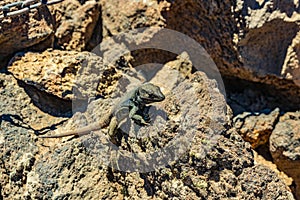 Canary lizard - Gallotia galloti is resting on volcanic lava stone. The lizard stares at the camera, close up, macro, natural