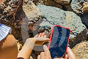 Canary lizard - Gallotia galloti is resting on volcanic lava stone. Reptile stares at the palm of man who takes pictures on the