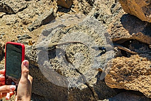 Canary lizard - Gallotia galloti is resting on volcanic lava stone. Reptile stares at the palm of man who takes pictures on the