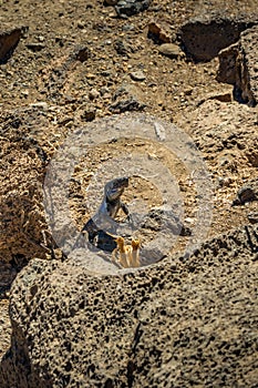 Canary lizard - Gallotia galloti is resting on volcanic lava stone standing upright on its hind legs. The lizard stares at the