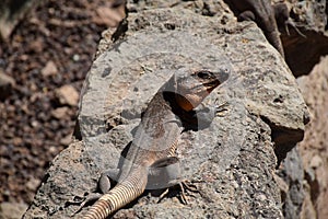 Canary lizard on the rock