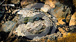 A canary lizard warms in warm weather on the warm stones