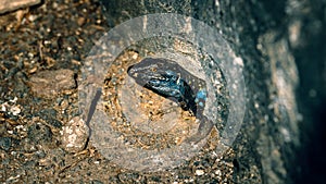 A canary lizard warms in warm weather on the warm stones