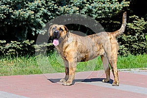 Presa Canario looks in camera. photo