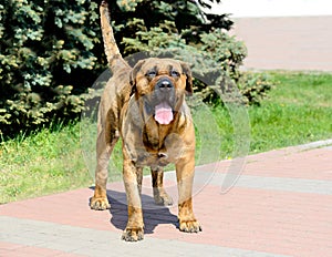 Canary Mastiff in full face.