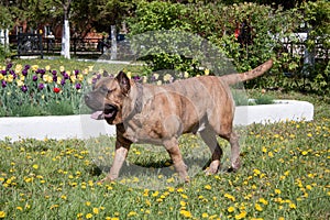 Canary mastiff is running on a green meadow. Canarian molosser or dogo canario.