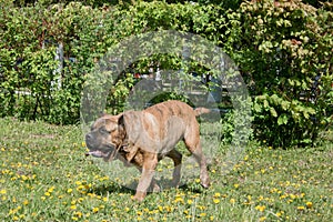 Canary mastiff is running on a green meadow. Canarian molosser or dogo canario.