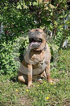 Canary mastiff is sitting on a green grass. Canarian molosser or dogo canario.