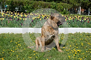 Canary mastiff is sitting near a flower bed with tulips. Canarian molosser or dogo canario.