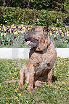 Canary mastiff is sitting near a flower bed with tulips. Canarian molosser or dogo canario.
