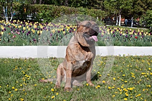 Canary mastiff is sitting near a flower bed with tulips. Perro de presa canario or canarian molosser.