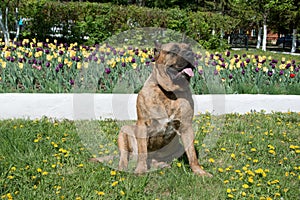 Canary mastiff is sitting near a flower bed with tulips. Perro de presa canario or canarian molosser.