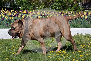 Canary mastiff is walking on a green meadow. Canarian molosser or dogo canario.