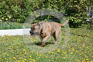 Canary mastiff is walking on a green meadow. Canarian molosser or dogo canario.