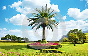 Canary palm in the garden of the Miradouro of Ponta do Sossego on the island of Sao Miguel in the Azores archipelago photo