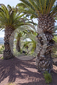 Canary Palm Phoenix canariensis is a species of flowering plant in the palm family Arecaceae