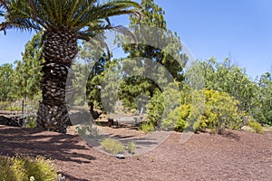 Canary Palm Phoenix canariensis is a species of flowering plant in the palm family Arecaceae