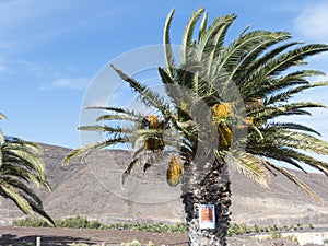 Canary palm tree treated with a insecticidal.