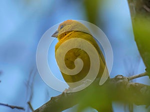 Canary perched on the branch of a tree