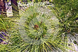 Canary pine tree branch with male cones in Teide flanc