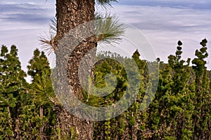 Canary pine tree and forest