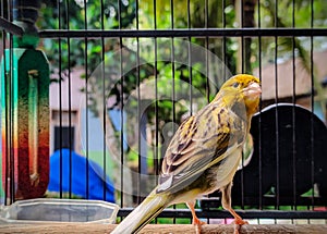 canary poses in a cage after chirping