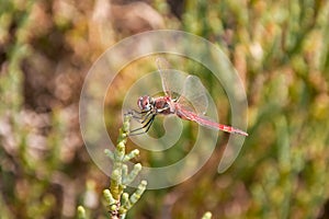 canary red dragonfly from the side photo