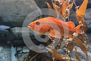 Canary rockfish