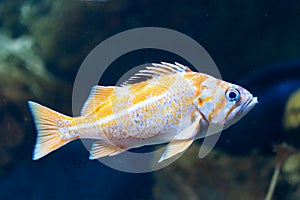 Canary rockfish - sebastes pinniger
