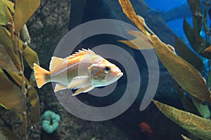 Canary rockfish photo