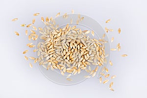 Canary Seeds - Phalaris canariensis. White background