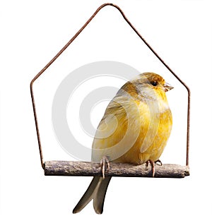 Canary (Serinus canaria) on Swing