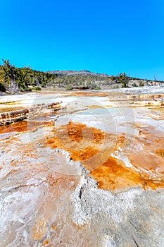 Canary Spring at Mammoth Hot Springs in Yellowstone National Park