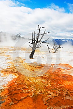 Canary Springs, Yellowstone