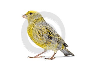 Canary standing - Colored LIZZARD-