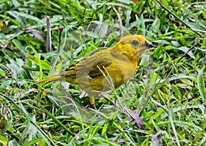 Canary standing on the grass