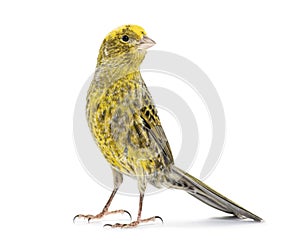 Canary standing - Lizzard mutation - isolated on white