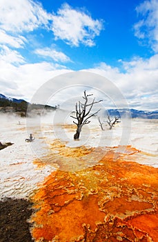 Canary Terraces, Yellowstone