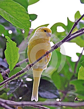 Canary in tree