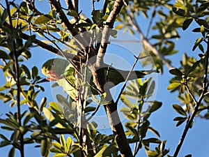 Canary winged Parakeet Catita Chiriri