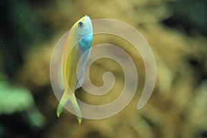 Canary wrasse