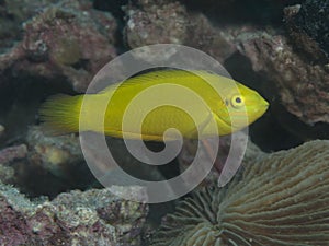 Canary wrasse