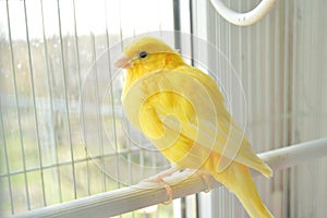 Canary photo