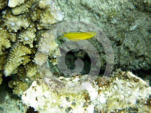 Canary Yellow Fang Blenny Fiji