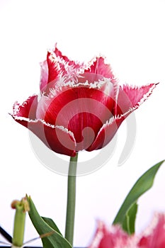 Canasta tulip photo
